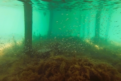 Spratelloides robustus