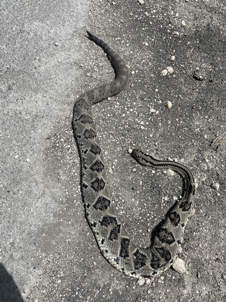 Yucatán Neotropical Rattlesnake in March 2022 by romannec. Dead on the ...