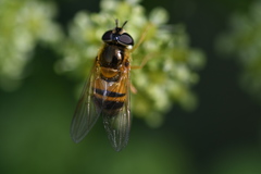 Epistrophe eligans