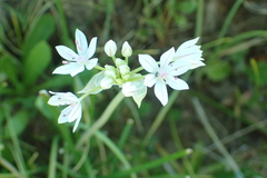 Allium hyalinum