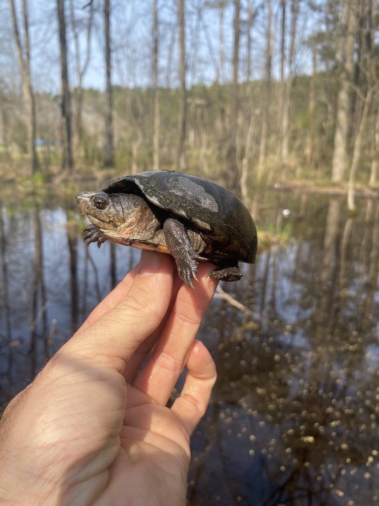 Southeastern Mud Turtle in March 2022 by Grover J. Brown · iNaturalist