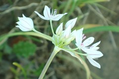 Allium hyalinum