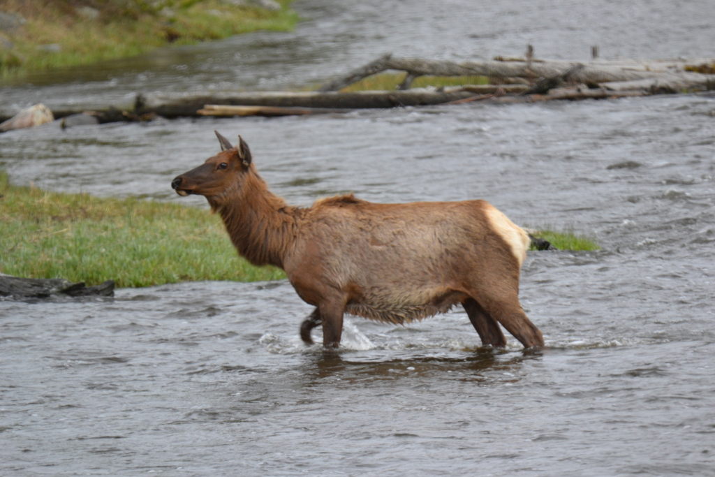 American Elk (Rocky Mountain Fauna) · iNaturalist