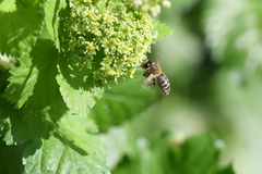 Apis mellifera