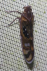 Pintalia constellaris