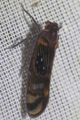 Pintalia constellaris