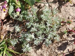 Psilocarphus oregonus