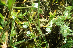 Plagiobothrys stipitatus micranthus