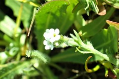 Plagiobothrys stipitatus micranthus