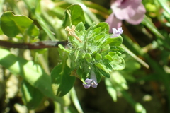 Pogogyne zizyphoroides