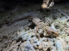 Lepidophyma smithii