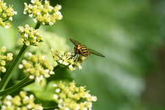 Eupeodes corollae