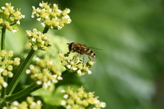 Eupeodes corollae