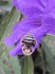 Anthophora californica
