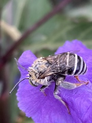 Anthophora californica