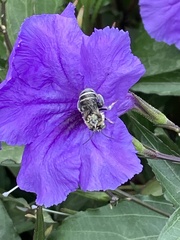 Anthophora californica
