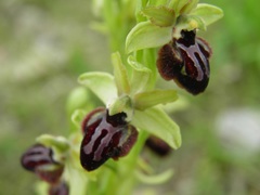 Ophrys sphegodes