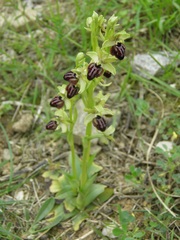 Ophrys sphegodes