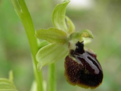 Ophrys sphegodes