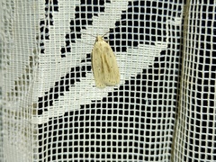 Agonopterix pallorella
