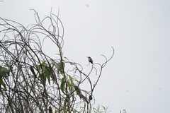 Chaetocercus mulsant