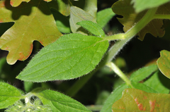 Phacelia heterophylla