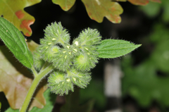 Phacelia heterophylla
