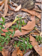 Podolobium procumbens