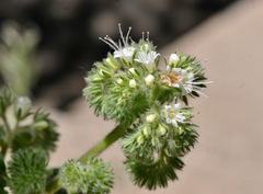 Phacelia heterophylla