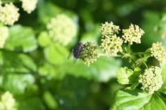 Calliphoridae