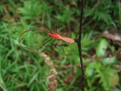 Ricolla quadrispinosa