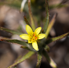 Chaetanthera moenchioides