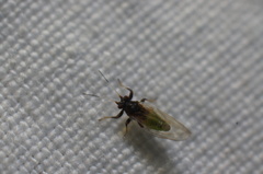 Bactericera antennata