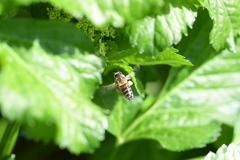 Apis mellifera