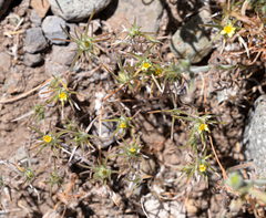 Chaetanthera moenchioides