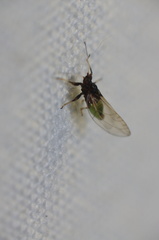 Bactericera antennata