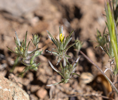 Chaetanthera moenchioides