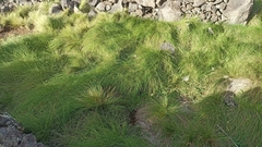 Festuca petraea