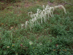 Stenanthium