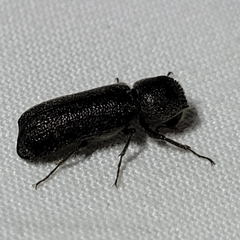 Amphicerus