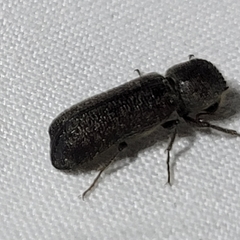 Amphicerus