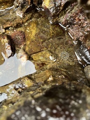 Aulactinia incubans