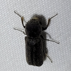Amphicerus