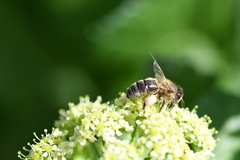 Apis mellifera