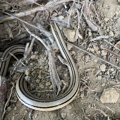 Conophis vittatus