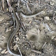 Conophis vittatus