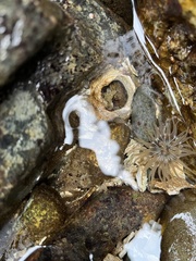 Aulactinia incubans