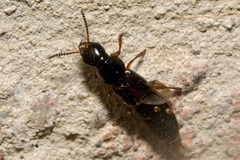 Quedius cruentus