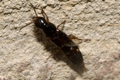 Quedius cruentus