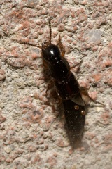Quedius cruentus